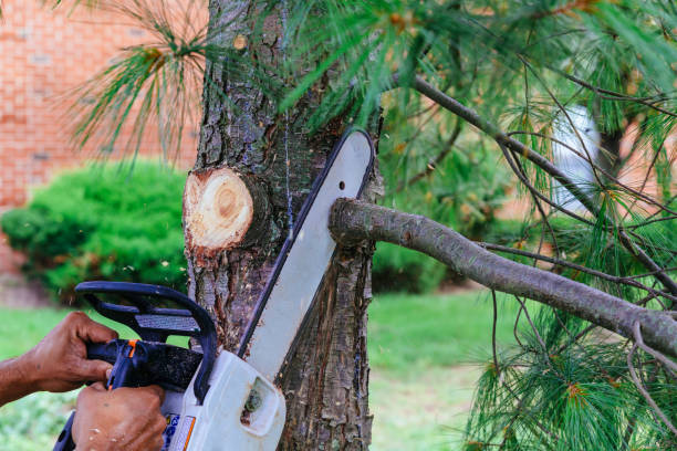 How Our Tree Care Process Works  in Yoakum, TX